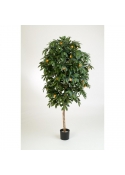 Mandarin Orange Tree - 110Cm