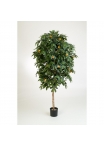 Mandarin Orange Tree - 140Cm