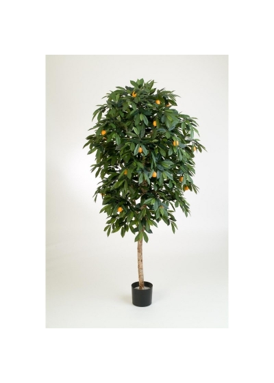 Mandarin Orange Tree - 170Cm