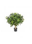 Pittisporum Ball Tree - 65Cm
