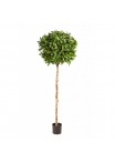 Laurel Ball Tree De Luxe - 140Cm