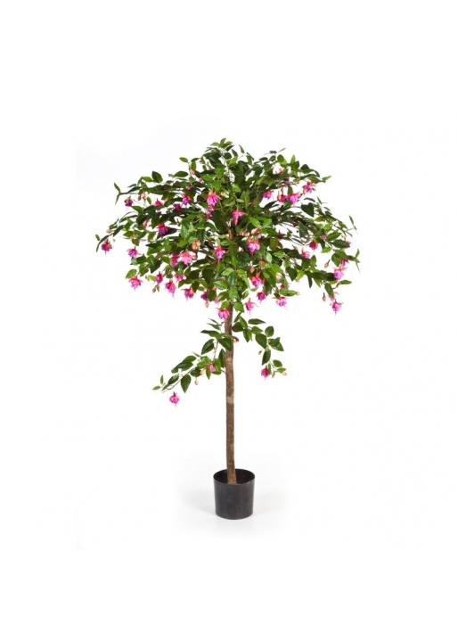 Fuchsia Umbrella Tree - 140Cm