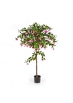 Fuchsia Umbrella Tree - 140Cm