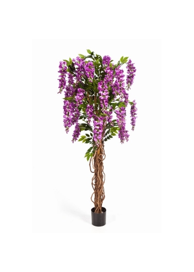 Wisteria Liana - 180Cm