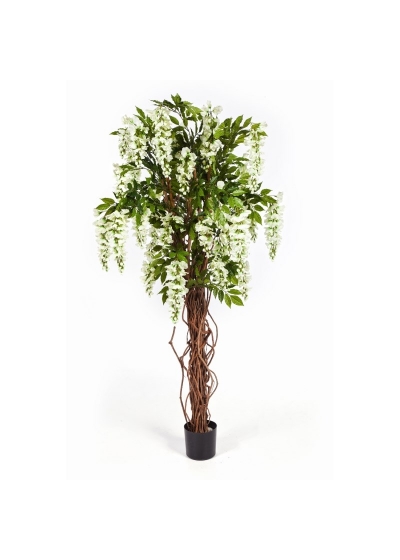 Wisteria Liana - 180Cm