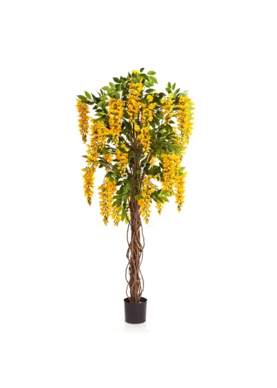 Wisteria Liana - 180Cm