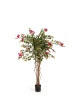 Bougainvillea Nitida - 150Cm