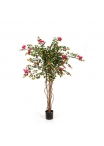 Bougainvillea Nitida - 150Cm