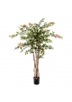 Bougainvillea Nitida - 150Cm