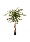 Bougainvillea Nitida - 150Cm