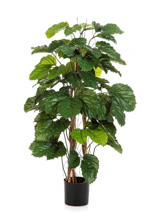 Tetrastigma Cespuglio Tree - 120Cm