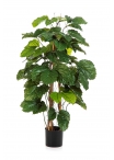 Tetrastigma Cespuglio Tree - 120Cm