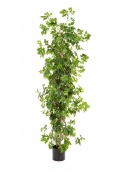 Cissus Pianta - 100Cm