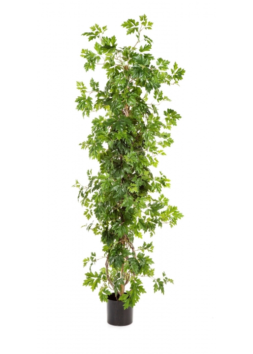 Cissus Pianta - 160Cm
