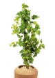 Edera Grape Tree - 120Cm