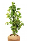 Edera Grape Tree - 120Cm