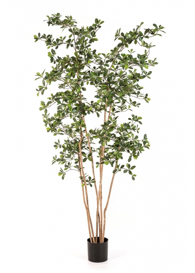 Olivo Oriental Black Tre - 210Cm