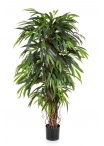 Longifolia Lianadeluxe - 150Cm