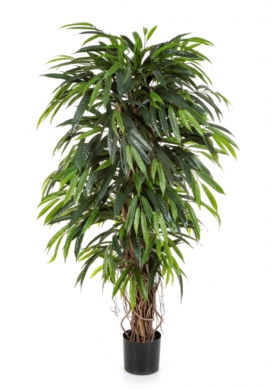 Longifolia Liana Deluxe - 210Cm