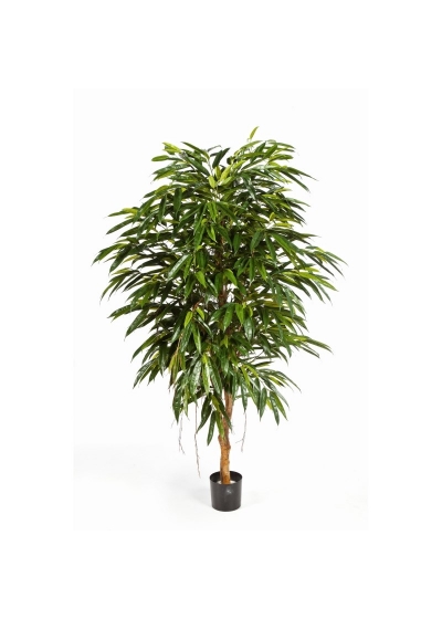 Longifolia Royal Tree - 210Cm