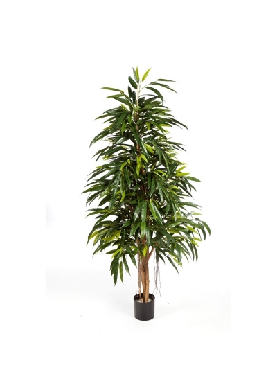 Longifolia Natural Royal - 210Cm