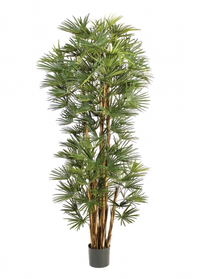 Baby Fan Palm - 210Cm