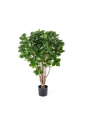 Clusia Cespuglio Tree - 110Cm