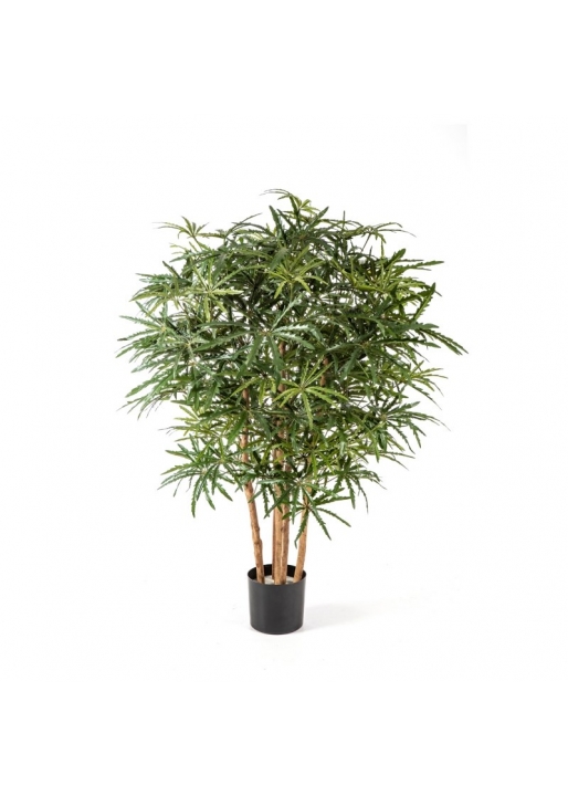 Aralia Cespuglio Tree - 115Cm