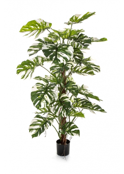 Split Philo On Pole Variegata - 160Cm