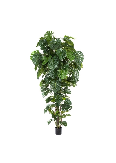 Split Philo Tropical - 280Cm