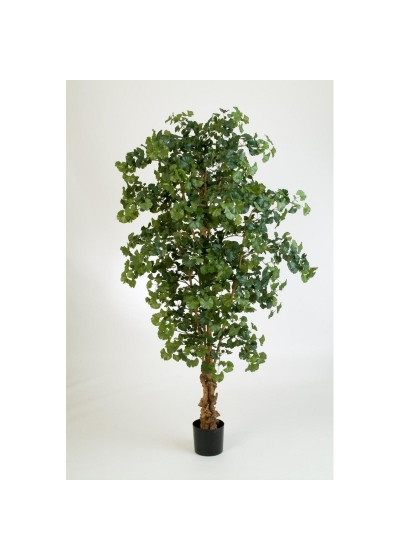 Gingko Sweet Forest Tree - 210Cm