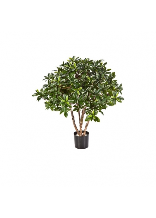 Euonymus Japonicus Bu - 75Cm
