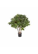 Euonymus Japonicus Bu - 75Cm