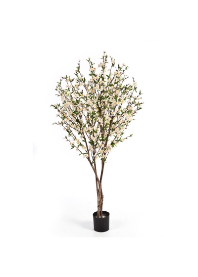 Cherry Blossom Crema - 170Cm