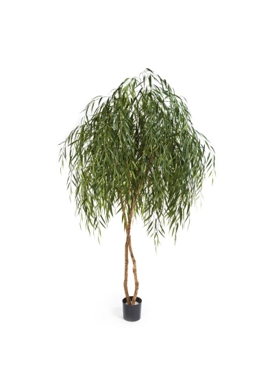 Willow Tree - 240Cm