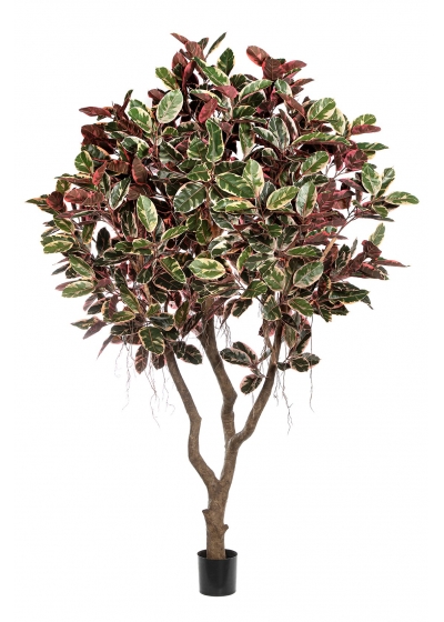 Ficus Elastica 'Rosso Rub - 295Cm