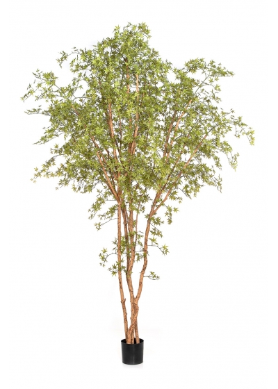 Acero Japanese Butterfl - 330Cm