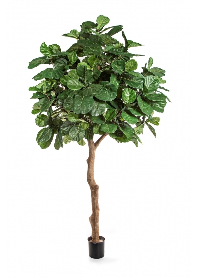 Fiddle Foglia Giant Tree - 360Cm