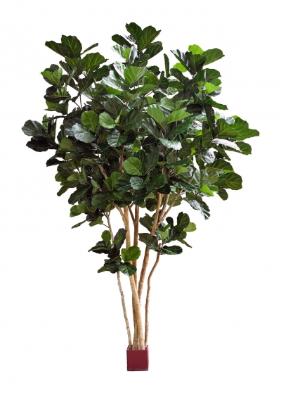 Fiddle Foglia Giant Nitid - 420Cm