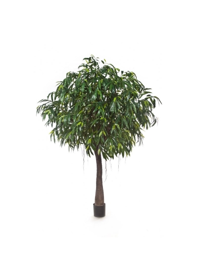 Longifolia Royal Cabana - 270Cm