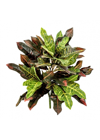 Croton Cespuglio - 48Cm Fire Resistant