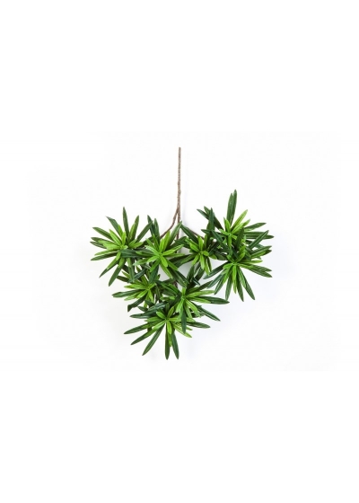 Podocarpus Sp - 240Cm Fire Resistant