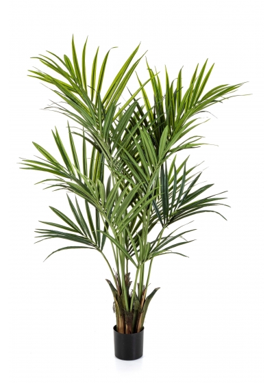 Kentia Natural Palm De L - 250Cm Fire Resistant