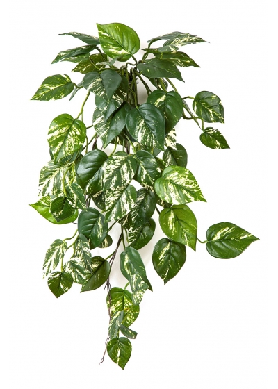 Pothos Sospesa Cespuglio - 66Cm Fire Resistant