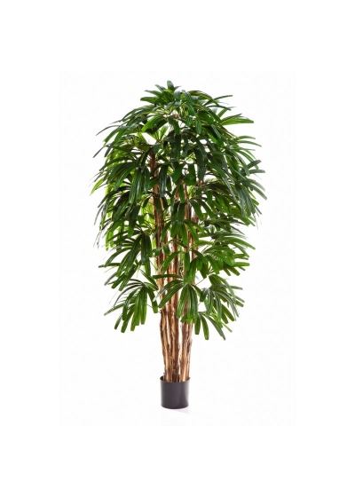 Raphis Palm Tree - 420Cm Fire Resistant