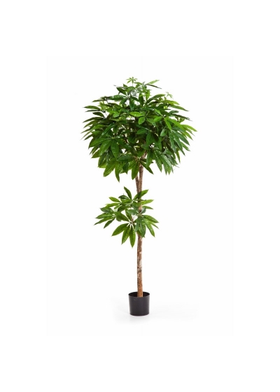 Pachira Tree - 667Cm Fire Resistant