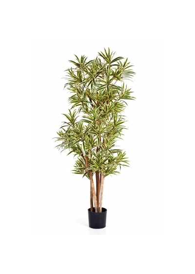 Dracaena Reflexa - 1269Cm Fire Resistant
