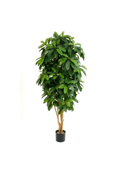 Schefflera Lady Tree - 700Cm Fire Resistant