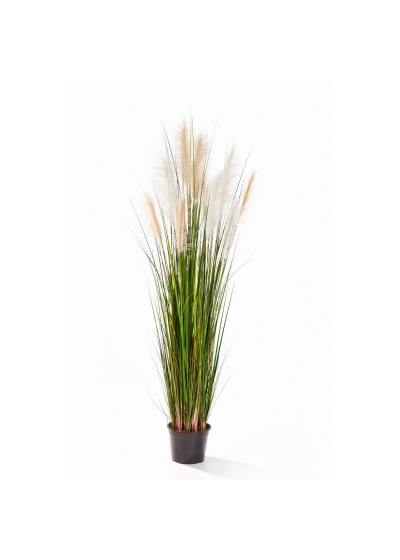 Reed Erba W/Crema-Marrone - 150Cm