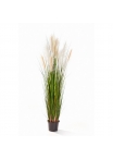 Reed Erba W/Crema-Marrone - 150Cm
